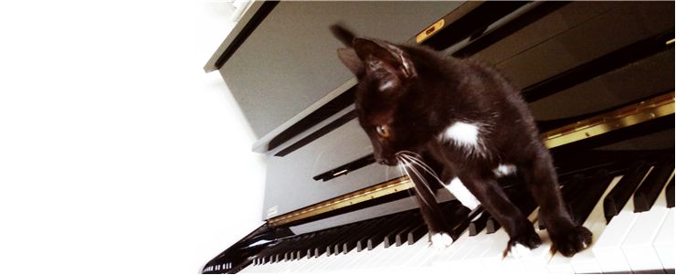 Black and White Cat on the Piano