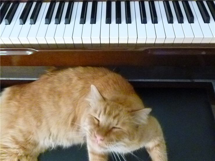 Cat and the Piano