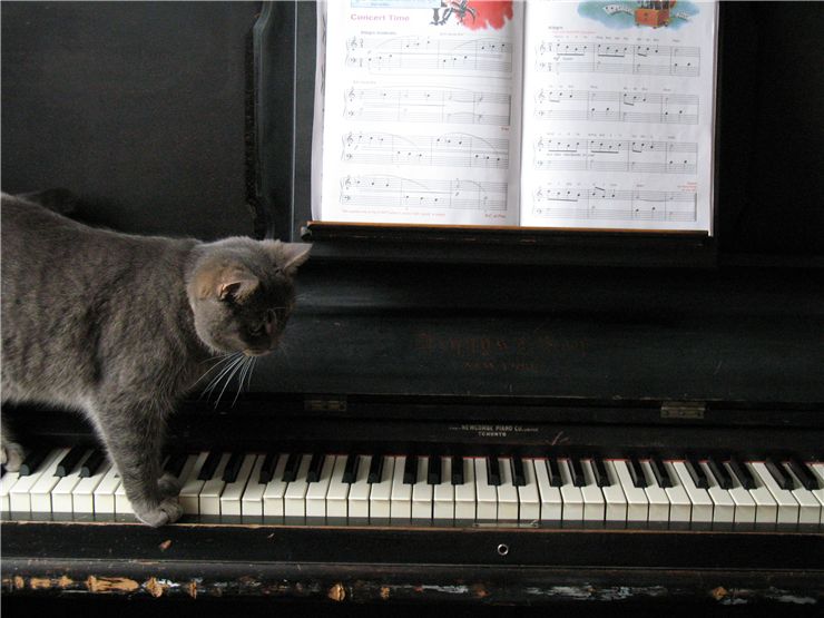 Gray Cat on the Piano