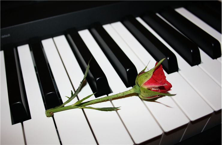 Red Rose on the Piano